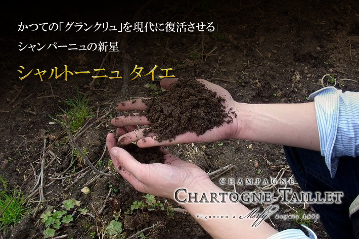 シャルトーニュ タイエ