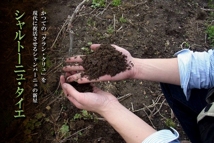 シャルトーニュ・タイエ